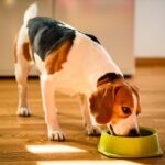 When to Switch to Adult Dog Food: Essential Timing Tips