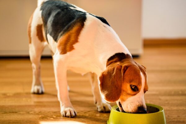 When to Switch to Adult Dog Food: Essential Timing Tips