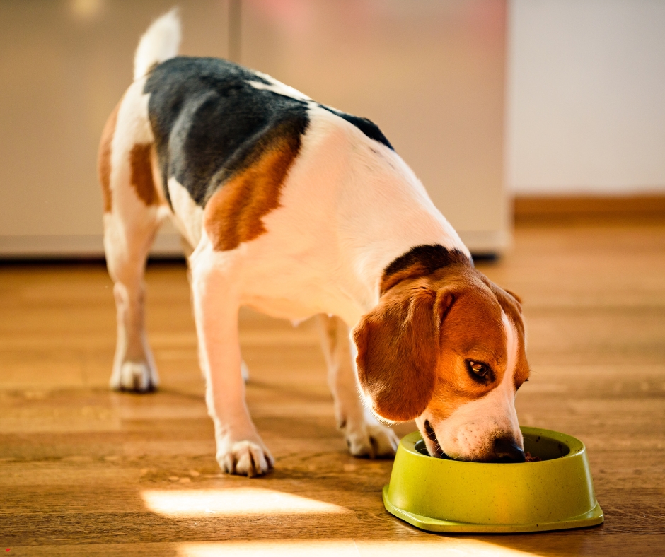 When to Switch to Adult Dog Food: Essential Timing Tips