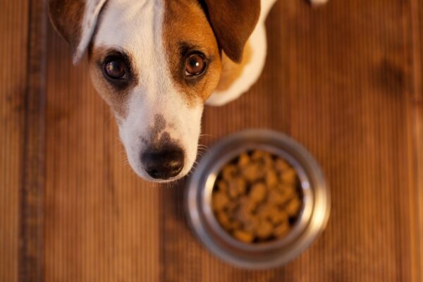 Choosing the Right Dog Food: Guide for Pet Owners