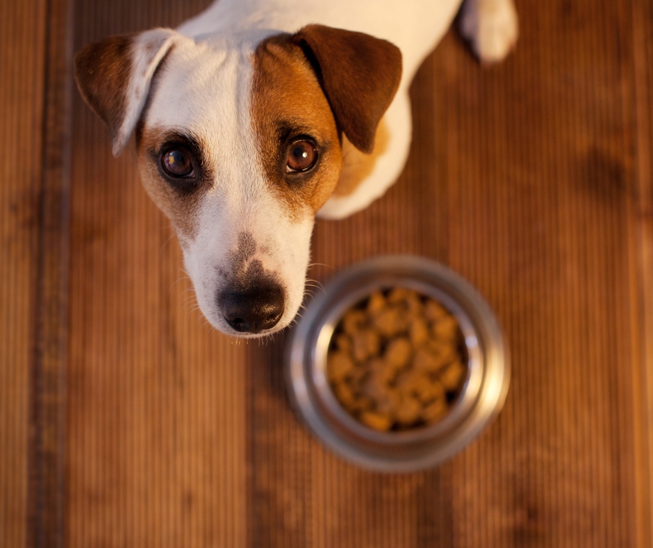 Choosing the Right Dog Food: Guide for Pet Owners